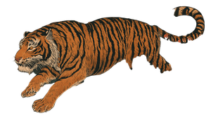 Stylized Tiger Illustration V3 Vinyl Car Decal Sticker – Waterproof & UV-Resistant 2.72"