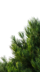 Pine Tree Branches Vinyl Car Decal Sticker – Waterproof & UV-Resistant 9.706666666666667"