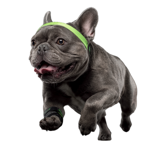 Running French Bulldog Vinyl Car Decal Sticker – Waterproof & UV-Resistant 3.4133333333333336"