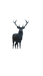 Majestic Winter Deer V2 Vinyl Car Decal Sticker – Waterproof & UV-Resistant 9.706666666666667"