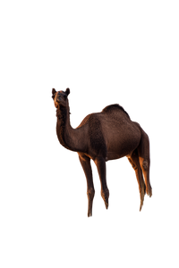 Black Camel Rajasthan Vinyl Car Decal Sticker – Waterproof & UV-Resistant 4.4