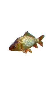 Crucian Carp Swimming Vinyl Car Decal Sticker – Waterproof & UV-Resistant 4.8533333333333335"