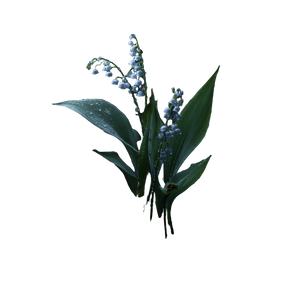 Lily Of Valley V10 Vinyl Car Decal Sticker – Waterproof & UV-Resistant 6.826666666666667"