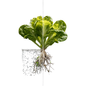 Lettuce Growth Comparison Vinyl Car Decal Sticker – Waterproof & UV-Resistant 6.826666666666667"