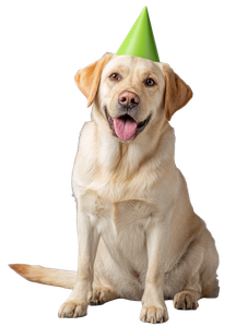 Happy Labrador Retriever V7 Vinyl Car Decal Sticker – Waterproof & UV-Resistant 8.213333333333333"