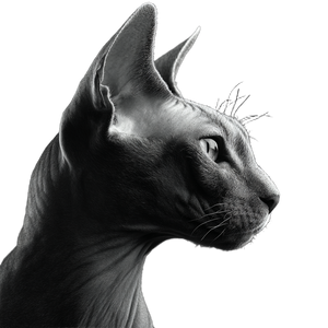 Sphinx Cat Profile Vinyl Car Decal Sticker – Waterproof & UV-Resistant 3.4133333333333336"