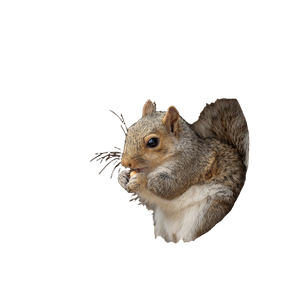 Squirrel In Nut House Vinyl Car Decal Sticker – Waterproof & UV-Resistant 3.4133333333333336"