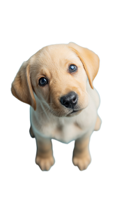 Yellow Labrador Puppy V3 Vinyl Car Decal Sticker – Waterproof & UV-Resistant 4.8533333333333335"