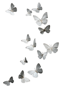 White Butterflies Fluttering V2 Vinyl Car Decal Sticker – Waterproof & UV-Resistant 4.4