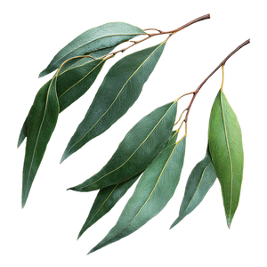 Eucalyptus Gum Leaves Vinyl Car Decal Sticker – Waterproof & UV-Resistant 3.4133333333333336"