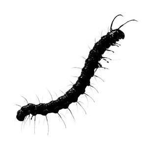 Silhouette Caterpillar Vinyl Car Decal Sticker – Waterproof & UV-Resistant 6.826666666666667"