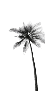 Minimalist Coconut Tree Vinyl Car Decal Sticker – Waterproof & UV-Resistant 10.2