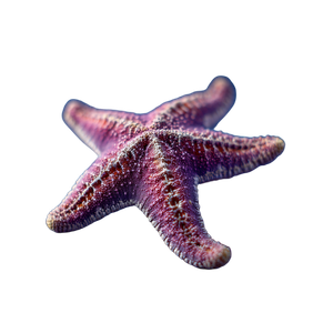 Blue Starfish Photography Vinyl Car Decal Sticker – Waterproof & UV-Resistant 6.826666666666667"