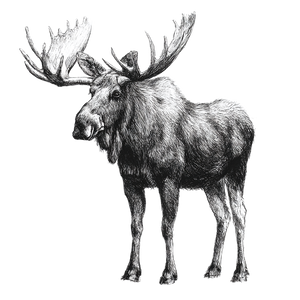 Moose Sketch Vinyl Car Decal Sticker – Waterproof & UV-Resistant 6.826666666666667"