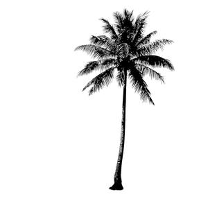 Palm Tree Silhouette V14 Vinyl Car Decal Sticker – Waterproof & UV-Resistant 3.4133333333333336"