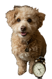 Happy Poodle Dog V3 Vinyl Car Decal Sticker – Waterproof & UV-Resistant 4.4