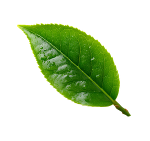 Green Tea Leaf V5 Vinyl Car Decal Sticker – Waterproof & UV-Resistant 6.826666666666667"