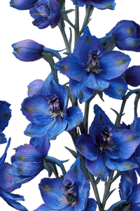Blue Delphiniums Pattern Vinyl Car Decal Sticker – Waterproof & UV-Resistant 4.4