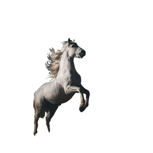 Dramatic White Horse Vinyl Car Decal Sticker – Waterproof & UV-Resistant 3.4133333333333336"
