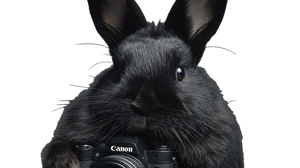 Rabbit With Camera Vinyl Car Decal Sticker – Waterproof & UV-Resistant 5.4