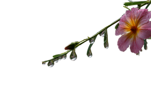Raindrops On Wildflower Vinyl Car Decal Sticker – Waterproof & UV-Resistant 2.986666666666667"