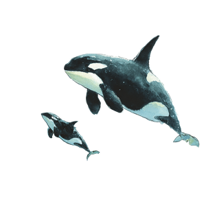 Orca Mother Calf Vinyl Car Decal Sticker – Waterproof & UV-Resistant 6.826666666666667"