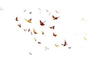 Glowing Moths Flying Vinyl Car Decal Sticker – Waterproof & UV-Resistant 5.97333333333333