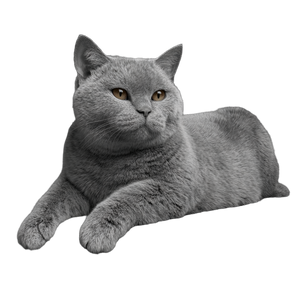British Shorthair Cat V32 Vinyl Car Decal Sticker – Waterproof & UV-Resistant 3.4133333333333336"