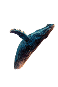 Breaching Humpback Whale V10 Vinyl Car Decal Sticker – Waterproof & UV-Resistant 8.96"