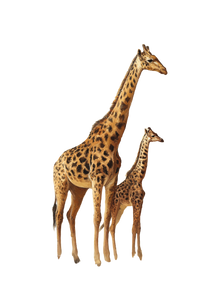 Giraffe And Baby Vinyl Car Decal Sticker – Waterproof & UV-Resistant 4.4