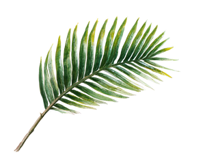 Victory Palm Frond Vinyl Car Decal Sticker – Waterproof & UV-Resistant 6.506666666666667"