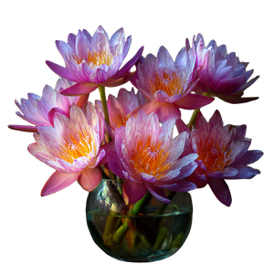 Water Lily Bouquet Vinyl Car Decal Sticker – Waterproof & UV-Resistant 3.4133333333333336"
