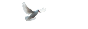 White Dove Flying V42 Vinyl Car Decal Sticker – Waterproof & UV-Resistant 4.266666666666667"