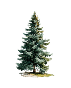 Watercolor Evergreen Tree Vinyl Car Decal Sticker – Waterproof & UV-Resistant 3.946666666666666
