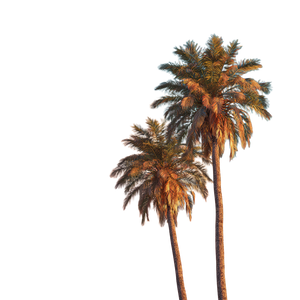 Two Palm Trees V2 Vinyl Car Decal Sticker – Waterproof & UV-Resistant 3.4133333333333336"