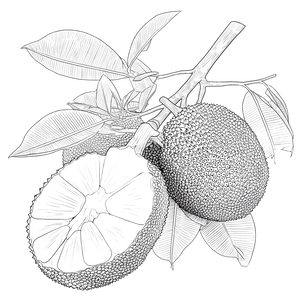 Jackfruit Coloring Page Vinyl Car Decal Sticker – Waterproof & UV-Resistant 3.4133333333333336"
