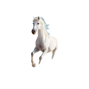 White Beach Horse Vinyl Car Decal Sticker – Waterproof & UV-Resistant 3.4133333333333336"
