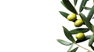 Olive Fruit Vinyl Car Decal Sticker – Waterproof & UV-Resistant 5.4