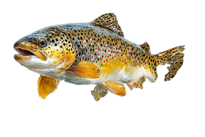 Brown Trout Jumping V2 Vinyl Car Decal Sticker – Waterproof & UV-Resistant 2.986666666666667"