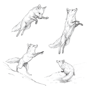 Fox Line Drawing Vinyl Car Decal Sticker – Waterproof & UV-Resistant 3.4133333333333336"