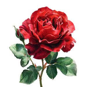 Realistic Red Rose V4 Vinyl Car Decal Sticker – Waterproof & UV-Resistant 3.4133333333333336"