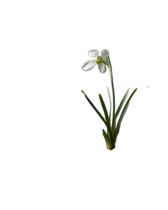 Snowdrop Flower Roots Vinyl Car Decal Sticker – Waterproof & UV-Resistant 4.0"