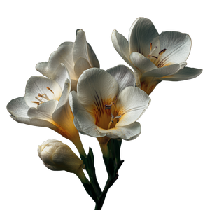 White Fresia Flower Vinyl Car Decal Sticker – Waterproof & UV-Resistant 3.4133333333333336"