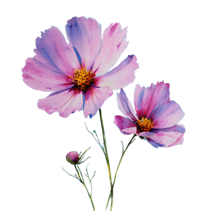 Cosmos Flowers Watercolor V2 Vinyl Car Decal Sticker – Waterproof & UV-Resistant 3.4133333333333336"