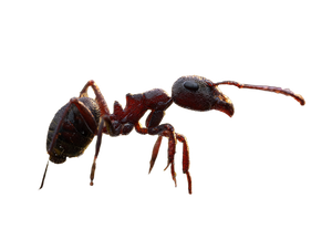Macro Ant Walking Vinyl Car Decal Sticker – Waterproof & UV-Resistant 6.1866666666666665"