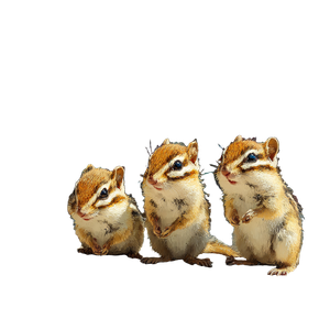 Young Chipmunks Market Vinyl Car Decal Sticker – Waterproof & UV-Resistant 6.826666666666667"