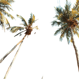 Tropical Palm Trees V3 Vinyl Car Decal Sticker – Waterproof & UV-Resistant 6.826666666666667"
