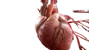 Heart Anatomy Illustration Vinyl Car Decal Sticker – Waterproof & UV-Resistant 5.4