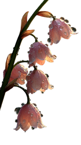 Dewy Bell Flowers Vinyl Car Decal Sticker – Waterproof & UV-Resistant 4.8533333333333335"