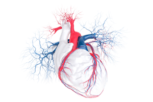 Heart Anatomy Illustration V2 Vinyl Car Decal Sticker – Waterproof & UV-Resistant 5.97333333333333